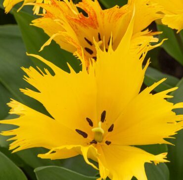 Tulpe 'Sunny Leo'